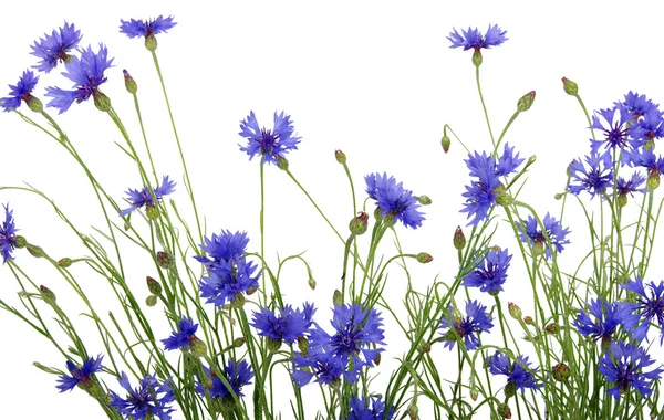 Flor de milho azul — Fotografia de Stock