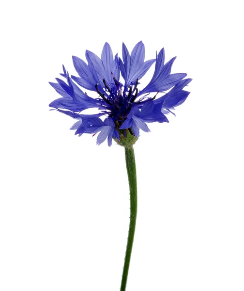 Blue cornflower — Stock Photo, Image