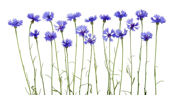 Blue cornflower — Stock Photo, Image