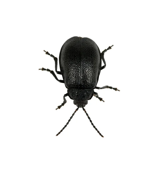 Escarabajo negro — Foto de Stock