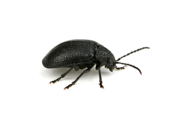 Escarabajo negro — Foto de Stock