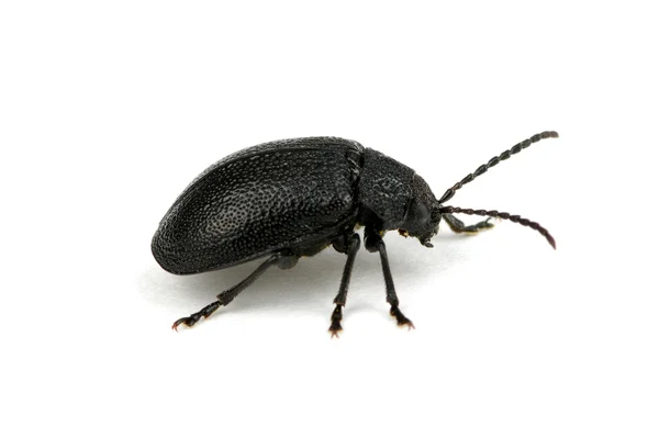 Escarabajo negro — Foto de Stock