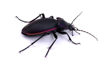 siyah böceği