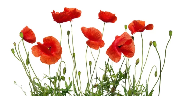 Rode papaver — Stockfoto