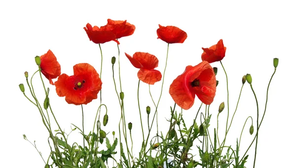 Rode papaver — Stockfoto