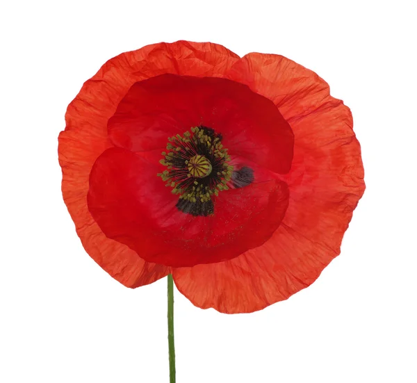 Roter Mohn — Stockfoto