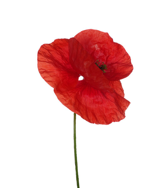 Красный Пеппи
 