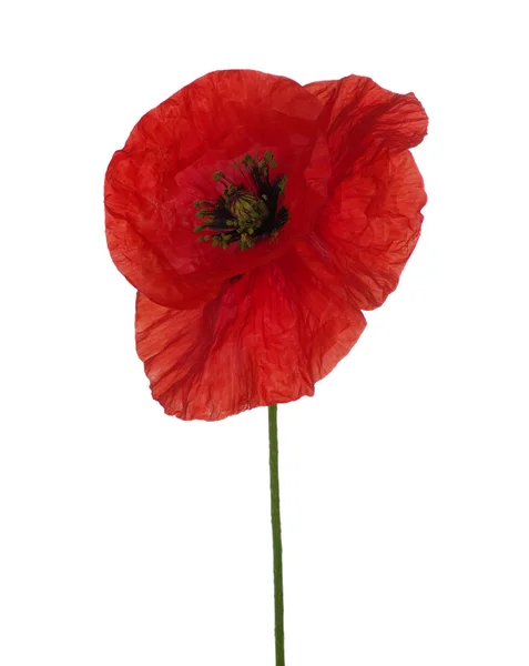 Rode papaver — Stockfoto