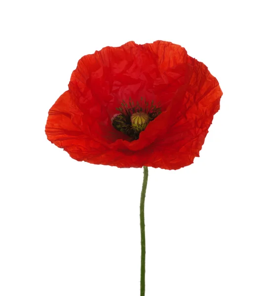 Rode papaver — Stockfoto