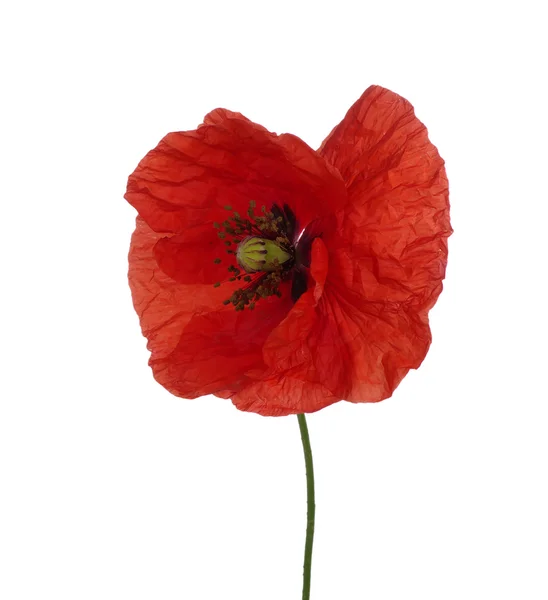 Roter Mohn — Stockfoto