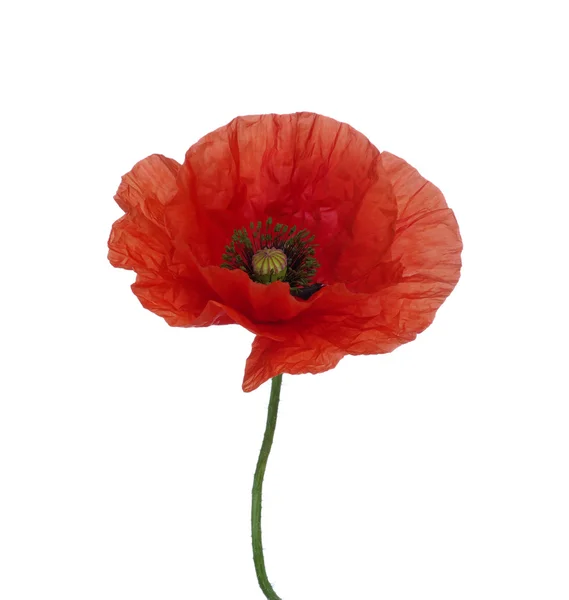 Rode papaver — Stockfoto