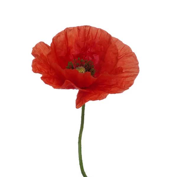 Rode papaver — Stockfoto