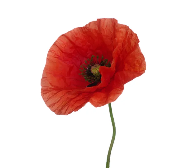 Roter Mohn — Stockfoto