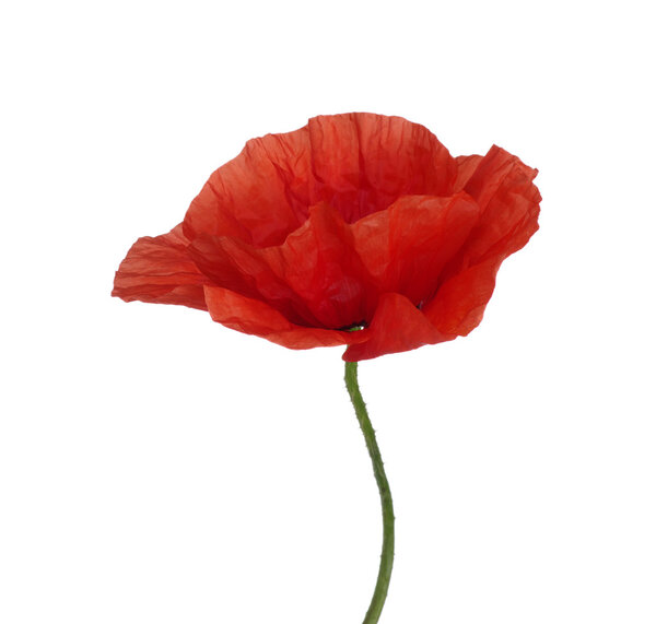 Красный Пеппи
 