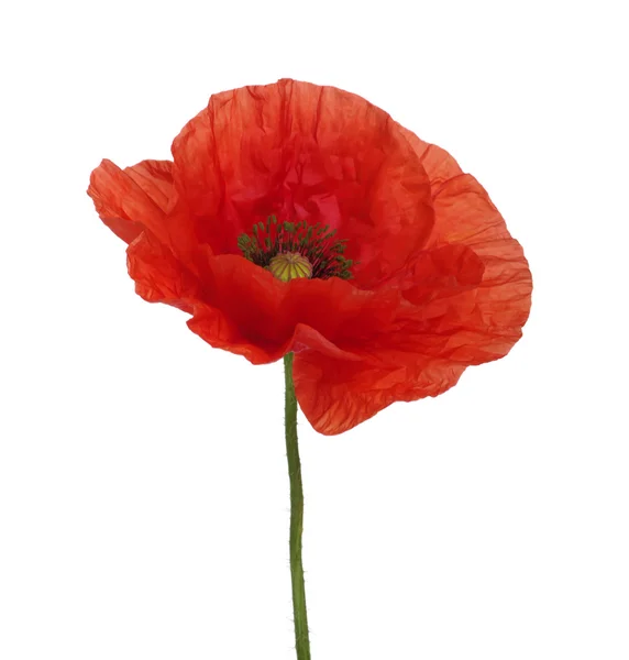 Rode papaver — Stockfoto