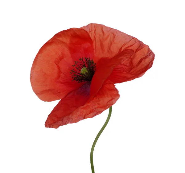 Rode papaver — Stockfoto