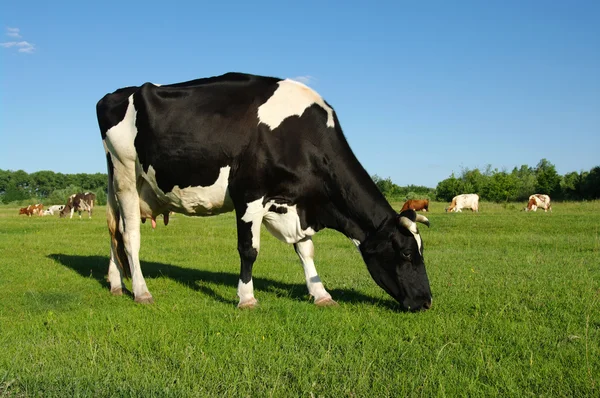 Cow — Stock Photo, Image