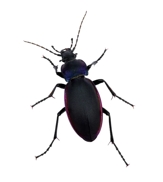 Black beetle — Stock Photo, Image