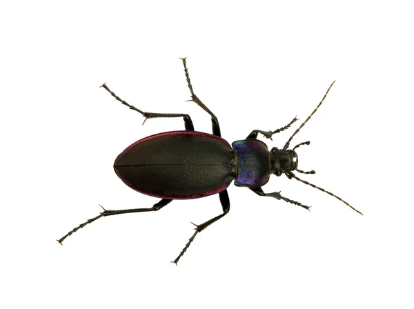 Black beetle — Stock Photo, Image