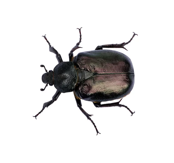 Scarabeo nero — Foto Stock