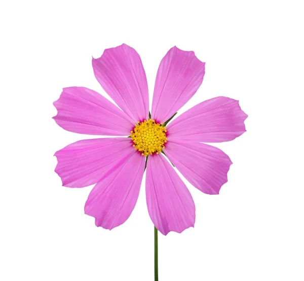 Flower — Stock Photo, Image