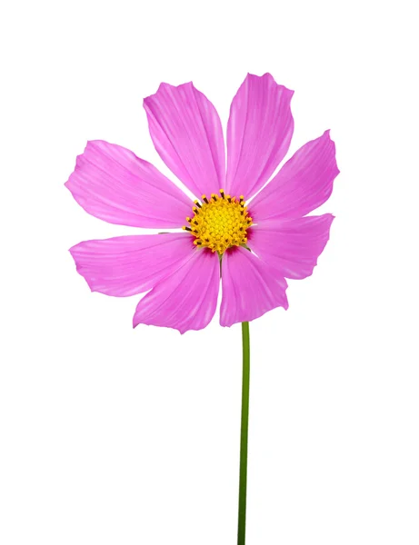 Flower — Stock Photo, Image