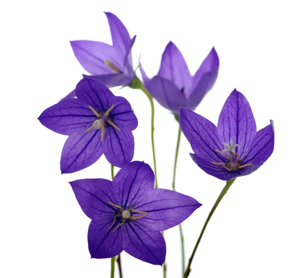 Bellflower — Stockfoto