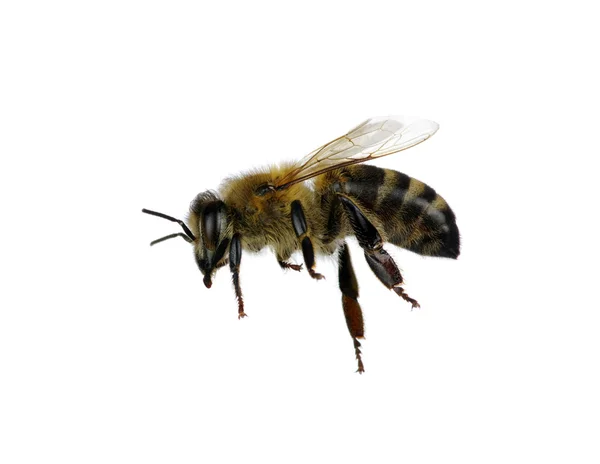 Bee — Stock Photo, Image