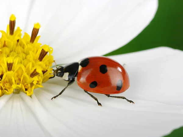 Coccinella — Foto Stock