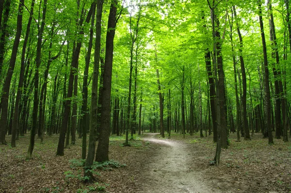 Skog — Stockfoto