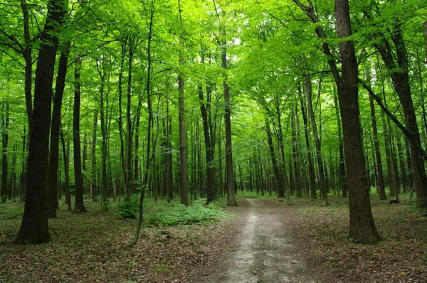 Wald — Stockfoto