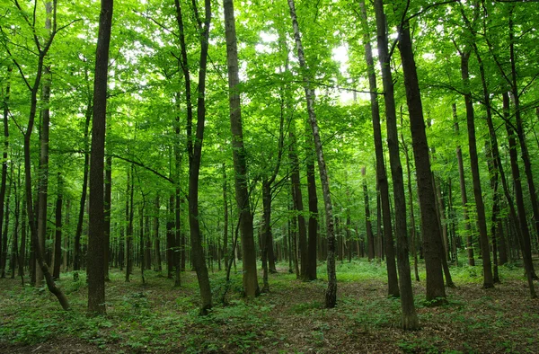 Bäume — Stockfoto