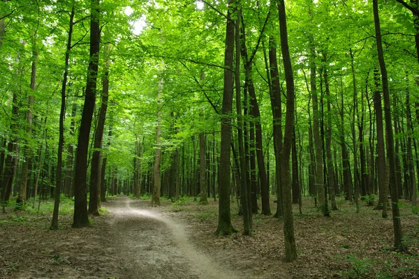 Wald — Stockfoto