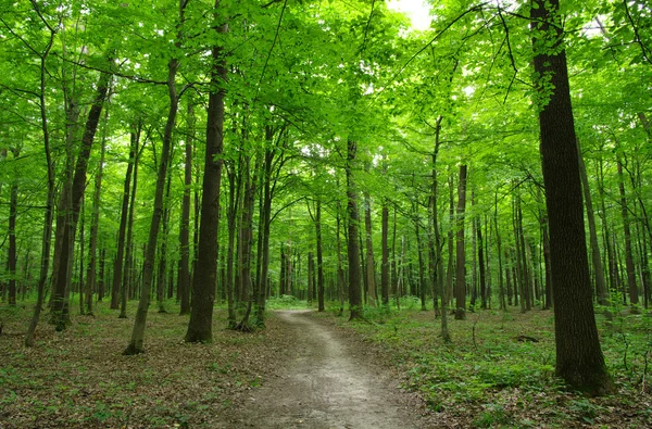 Wald — Stockfoto