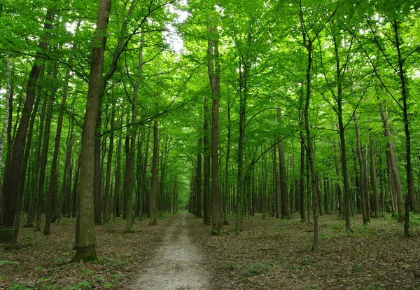 Bosque —  Fotos de Stock