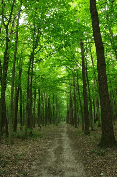 Wald — Stockfoto