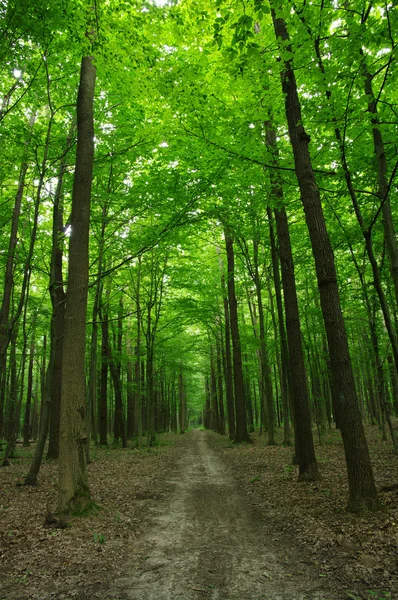 Skog — Stockfoto