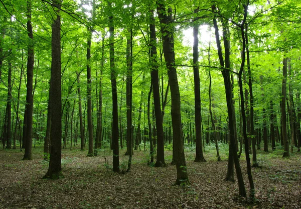 Bomen — Stockfoto