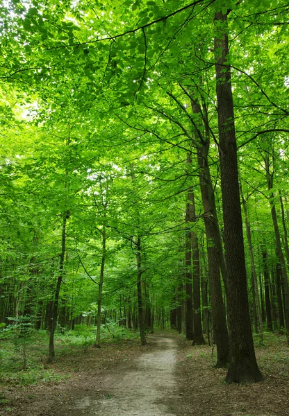 Skog — Stockfoto