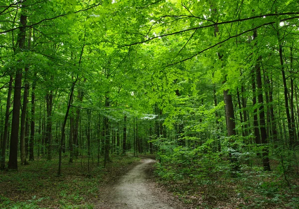 Wald — Stockfoto