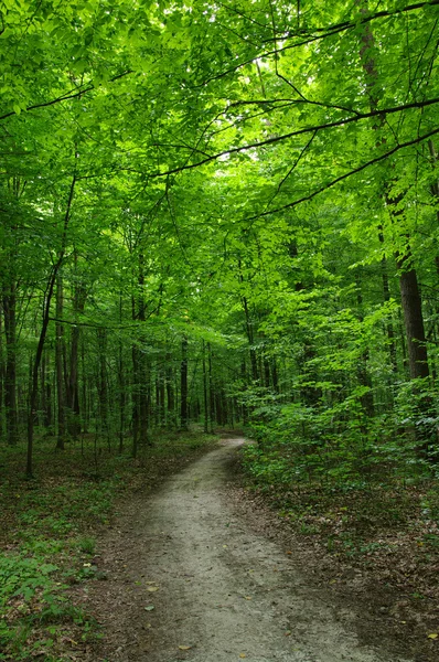 Forest — Stock Photo, Image