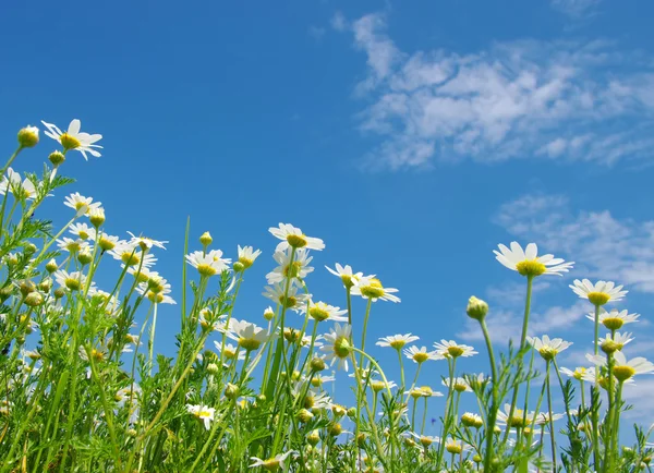 Beyaz camomiles — Stok fotoğraf