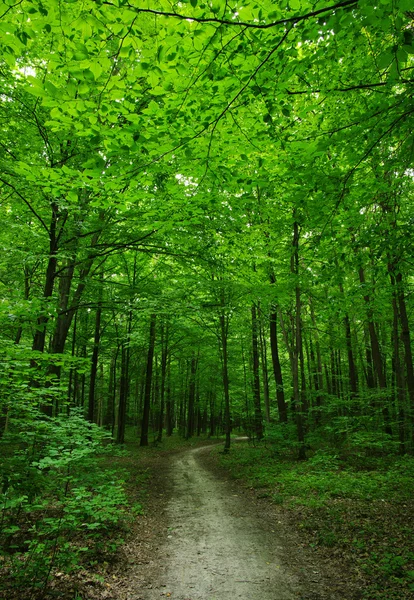 Skog — Stockfoto