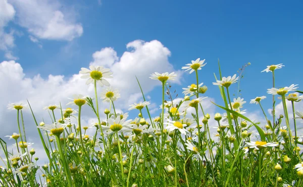 Λευκό camomiles — Φωτογραφία Αρχείου