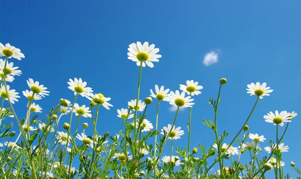 Weiße Kamille — Stockfoto