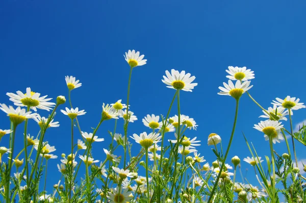 White camomiles — Stock Photo, Image