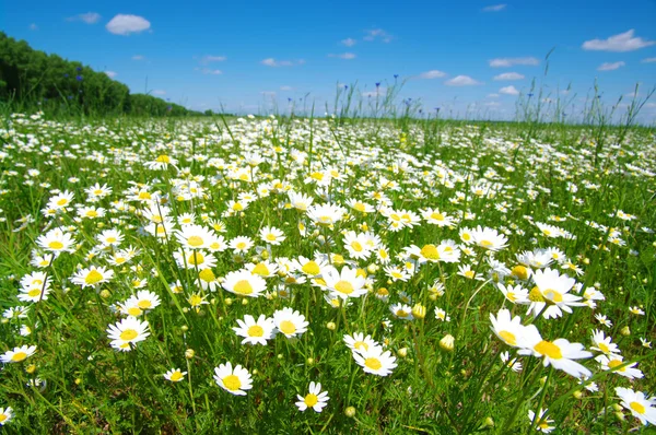 White camomiles — Stock Photo, Image