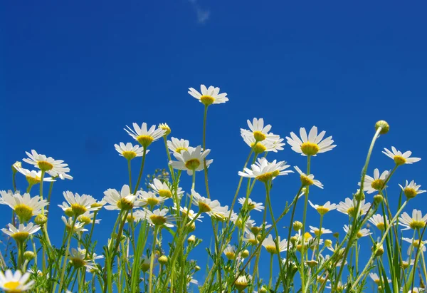 Beyaz camomiles — Stok fotoğraf