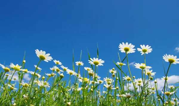 Λευκό camomiles — Φωτογραφία Αρχείου