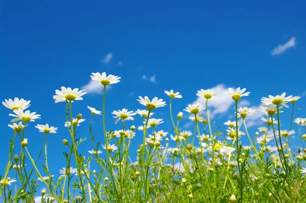 White camomiles — Stock Photo, Image